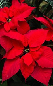 Preview wallpaper poinsettia, flower, bright, red