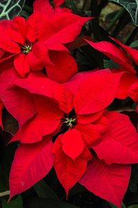 Preview wallpaper poinsettia, flower, bright, red