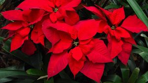 Preview wallpaper poinsettia, flower, bright, red