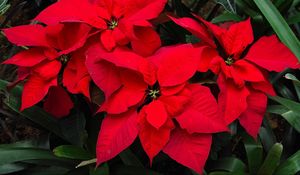 Preview wallpaper poinsettia, flower, bright, red