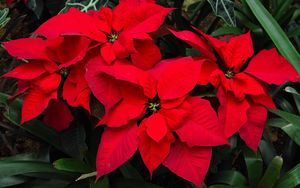 Preview wallpaper poinsettia, flower, bright, red