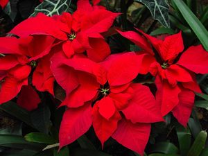 Preview wallpaper poinsettia, flower, bright, red