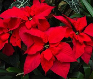 Preview wallpaper poinsettia, flower, bright, red