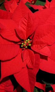 Preview wallpaper poinsettia, flower, bright, red, close-up