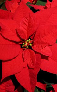 Preview wallpaper poinsettia, flower, bright, red, close-up