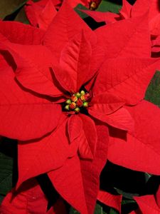 Preview wallpaper poinsettia, flower, bright, red, close-up