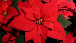 Preview wallpaper poinsettia, flower, bright, red, close-up