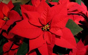 Preview wallpaper poinsettia, flower, bright, red, close-up