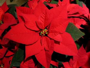 Preview wallpaper poinsettia, flower, bright, red, close-up