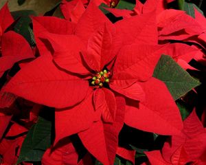 Preview wallpaper poinsettia, flower, bright, red, close-up