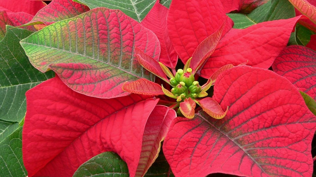 Wallpaper poinsettia, flower, bright, color