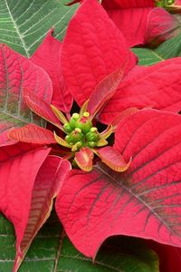 Preview wallpaper poinsettia, flower, bright, color