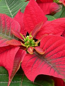 Preview wallpaper poinsettia, flower, bright, color