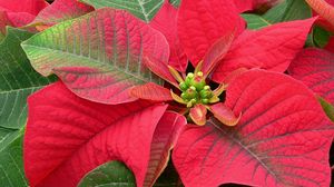 Preview wallpaper poinsettia, flower, bright, color