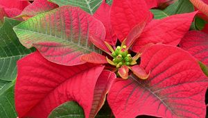 Preview wallpaper poinsettia, flower, bright, color