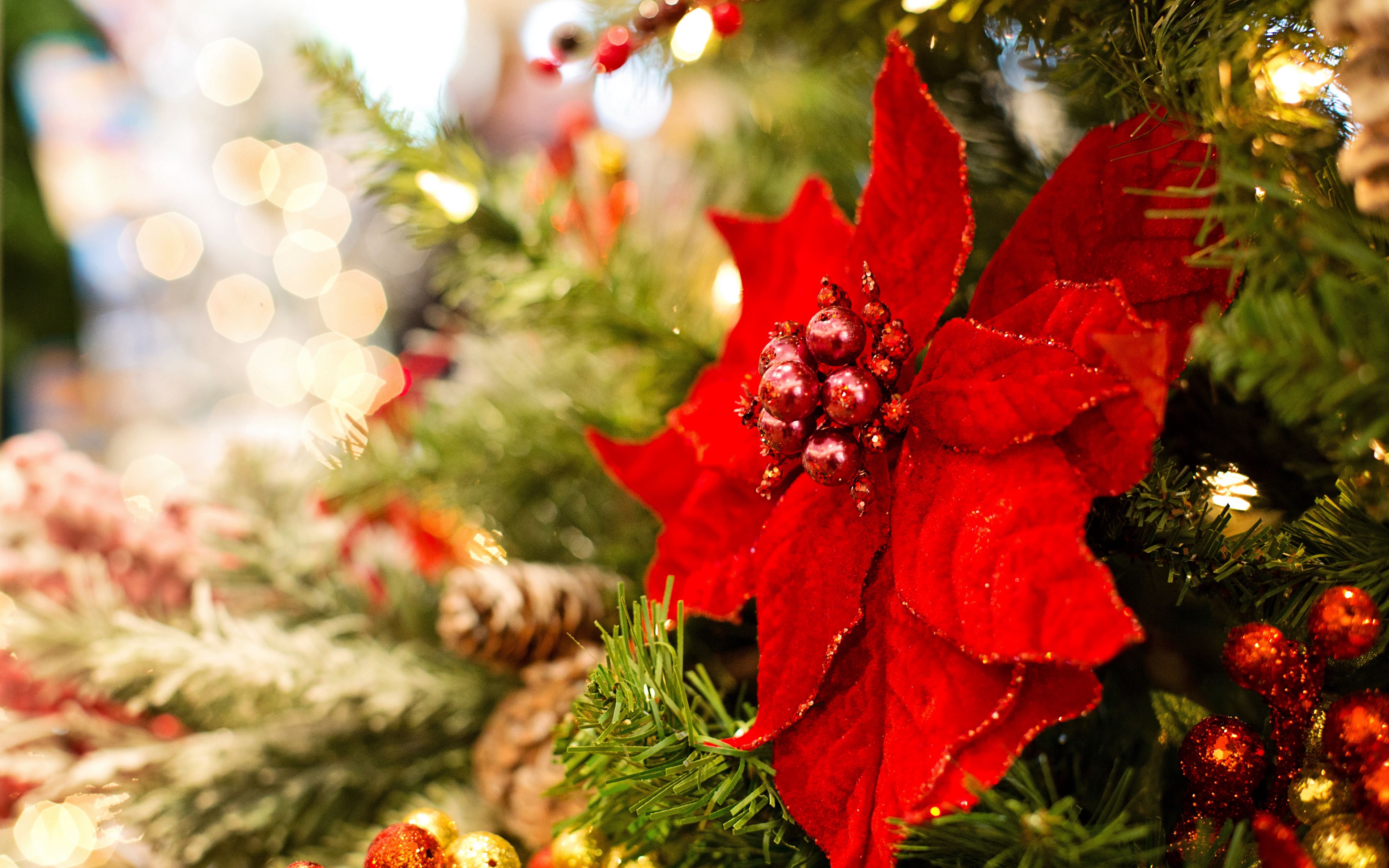 Download wallpaper 3840x2400 poinsettia, flower, decoration, leaves, tree, red, christmas, new 