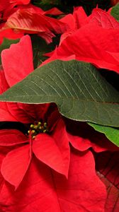 Preview wallpaper poinsettia, flower, leaf, close-up