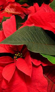 Preview wallpaper poinsettia, flower, leaf, close-up