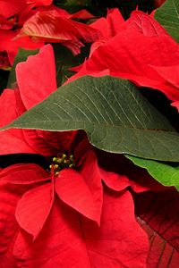 Preview wallpaper poinsettia, flower, leaf, close-up