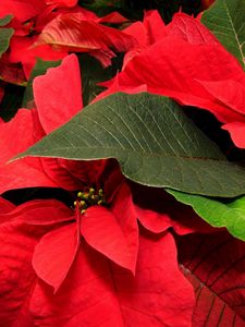 Preview wallpaper poinsettia, flower, leaf, close-up