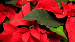 Preview wallpaper poinsettia, flower, leaf, close-up