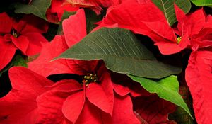 Preview wallpaper poinsettia, flower, leaf, close-up