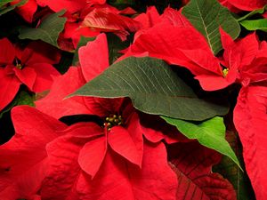 Preview wallpaper poinsettia, flower, leaf, close-up