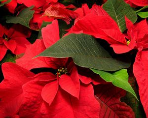 Preview wallpaper poinsettia, flower, leaf, close-up