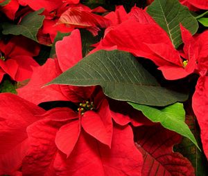 Preview wallpaper poinsettia, flower, leaf, close-up