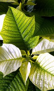 Preview wallpaper poinsettia, flower, leaf, drop, freshness