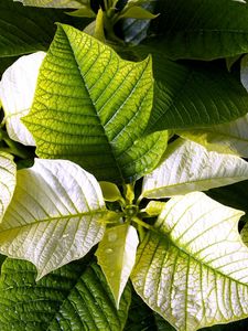 Preview wallpaper poinsettia, flower, leaf, drop, freshness