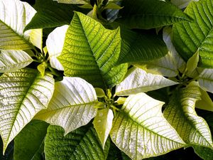 Preview wallpaper poinsettia, flower, leaf, drop, freshness