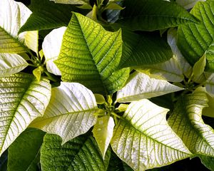 Preview wallpaper poinsettia, flower, leaf, drop, freshness