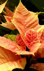 Preview wallpaper poinsettia, flower, orange, close-up