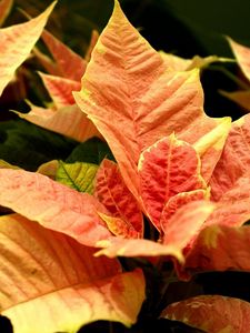 Preview wallpaper poinsettia, flower, orange, close-up