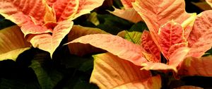 Preview wallpaper poinsettia, flower, orange, close-up