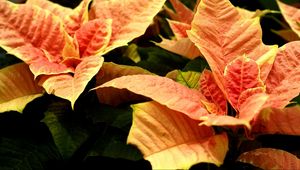 Preview wallpaper poinsettia, flower, orange, close-up