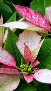Preview wallpaper poinsettia, flower, pink, leaves