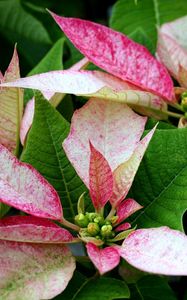 Preview wallpaper poinsettia, flower, pink, leaves