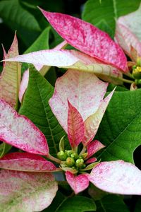 Preview wallpaper poinsettia, flower, pink, leaves