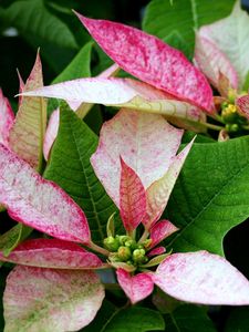 Preview wallpaper poinsettia, flower, pink, leaves