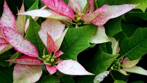 Preview wallpaper poinsettia, flower, pink, leaves