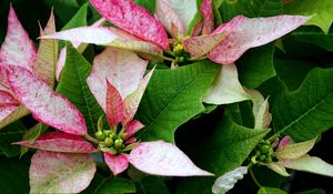 Preview wallpaper poinsettia, flower, pink, leaves