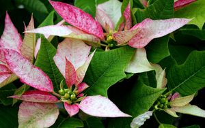 Preview wallpaper poinsettia, flower, pink, leaves