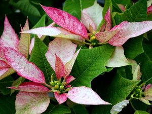 Preview wallpaper poinsettia, flower, pink, leaves