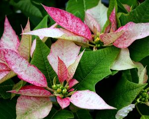 Preview wallpaper poinsettia, flower, pink, leaves