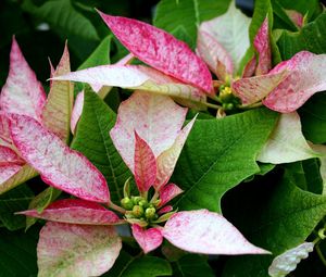 Preview wallpaper poinsettia, flower, pink, leaves