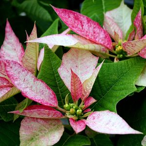 Preview wallpaper poinsettia, flower, pink, leaves