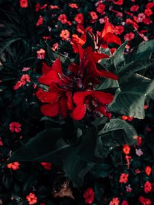 Preview wallpaper poinsettia, flower, red