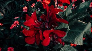 Preview wallpaper poinsettia, flower, red